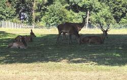 CDU-Staatssekretärin Friedlinde Gurr-Hirsch taufte diesen Hirsch im Mai auf den Namen Ludwig. Nach einer Attacke auf einen 64-Jä