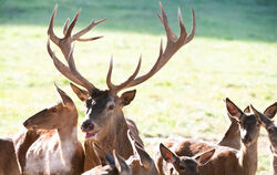 Hirsche in der Brunft können ungewöhnlich reagieren. FOTO: DPA/WEISSBROD