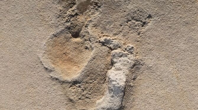 Die versteinerte Fußspur ist rund 6,05 Millionen Jahre alt.  FOTO: UNI TÜBINGEN