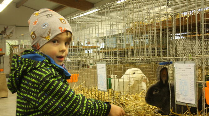 Eigentlich wünscht sich der vierjährige Felix ein Meerschweinchen. Aber mit den Kaninchen hat er ebenfalls schnell Freundschaft