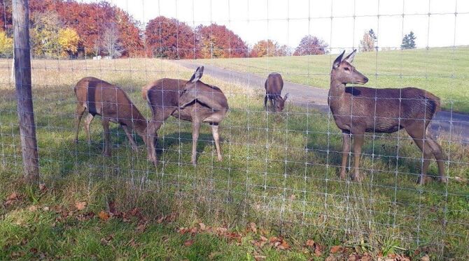 11_21_Hirschunfall_Update_2