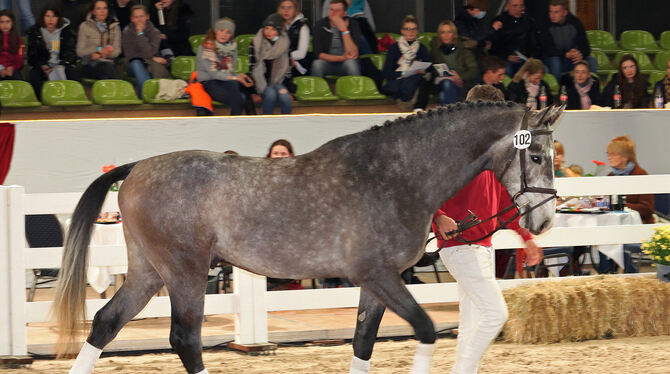 Der vielversprechende Hengst »Come Again« war mit 80 000 Euro Verkaufssumme das teuerste Pferd bei der Auktion des Pferdezuchtv