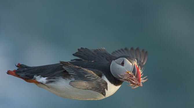 Mit einem Schnabel voller Krill ist ein Papageitaucher im Anflug auf die Insel Grimsey vor der Nordküste Islands. Der Vogel sich