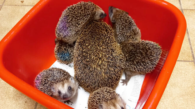 Da ist wortwörtlich geballtes Leben in der roten Plastikschüssel: Igel-Mutter mit mehreren Babys, die neugierig die Umgebung mus