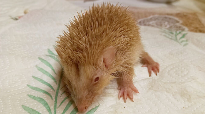 Albino-Junges Alberto.