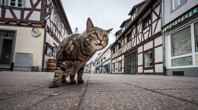 Nur kastriert und mit Chip raus: In anderen Kommunen gibt es schon Katzenschutzverordnungen.  FOTO: RUMPENHORST/DPA
