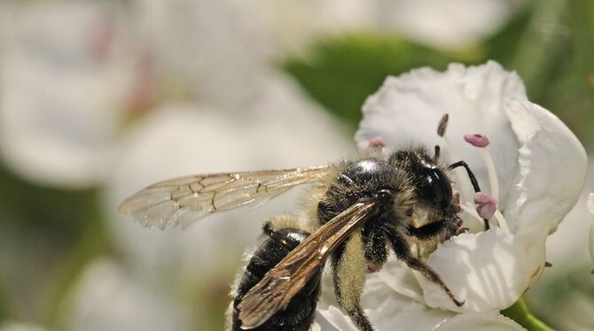 Wildbienen (hier eine Sandbiene) gehören zu den Opfern des Artensterbens.  FOTO: MOHRA