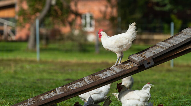 Glückliche Hühner mit viel Auslauf: Eigentlich bieten mobile Ställe die Basis für artgerechte Haltung. Bei einem Halter auf der