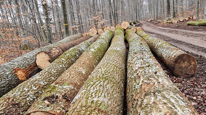 Zu Jahresbeginn erzielte Holz Rekordpreise. Die Stadt Münsingen brachte 14 200 Festmeter aus ihren Wäldern auf den Markt.  FOTO: