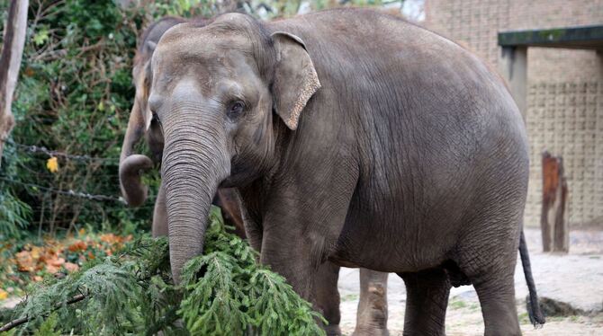 Im Berliner Zoo hatten die Elefanten Spaß an den grünen abgesägten Fichtenzweigen.