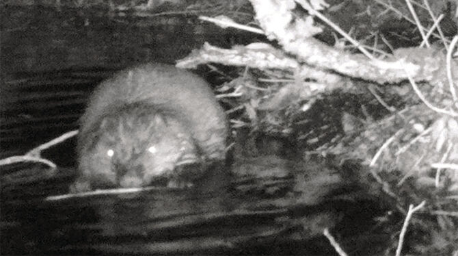 Der neue Baumeister.