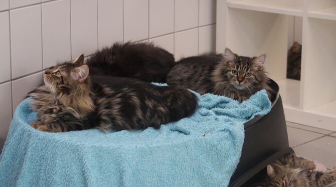 Die geretteten Katzen wurden ins Tierschutzzentrum Pfullingen gebracht, wo sie nun wieder aufgepäppelt werden.