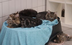 Die geretteten Katzen wurden ins Tierschutzzentrum Pfullingen gebracht, wo sie nun wieder aufgepäppelt werden.