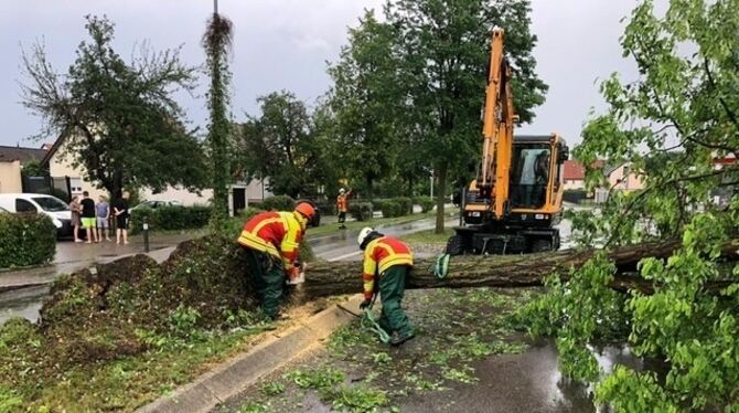 Riederichs Wehr im Einsatz, nachdem ein Baum umstürzte.