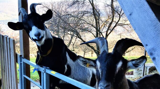 Wer dem Weihnachtsstress entfliehen will, kann die Ziegen am Calverbühl besuchen, die sich immer über Gesellschaft freuen.  FOTO