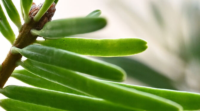 T-annenzweig T-annenzweig