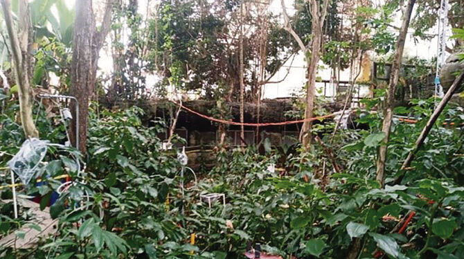 Pflanzen in der Biosphere 2, wo der tropische Regenwald nachempfunden und erforscht wurde, wie er auf Trockenheit reagiert.