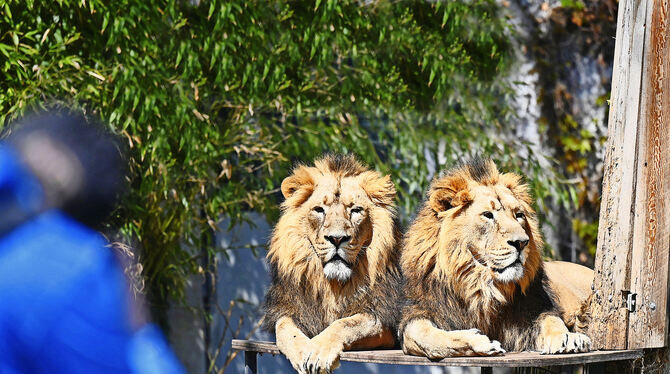 Kajal und Shapur sind Asiatische Löwen. Bis jetzt blieben sie in der Wilhelma von Corona verschont.