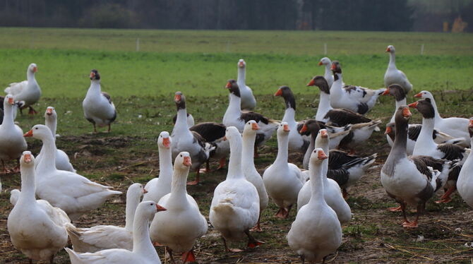 Freilebende Gänse, wie hier in Steingebronn bei Gerd Vöhringer, sprechen den Verbraucher an. An Weihnachten stand bei vielen die