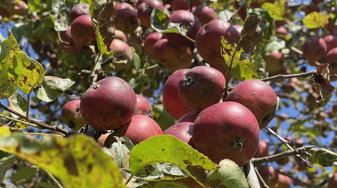 Welche Apfelsorte ist das, und wie pflegt man den Baum am besten? Wer im Obst- und Gartenbauverein Reutlingen mitmacht, kann bei