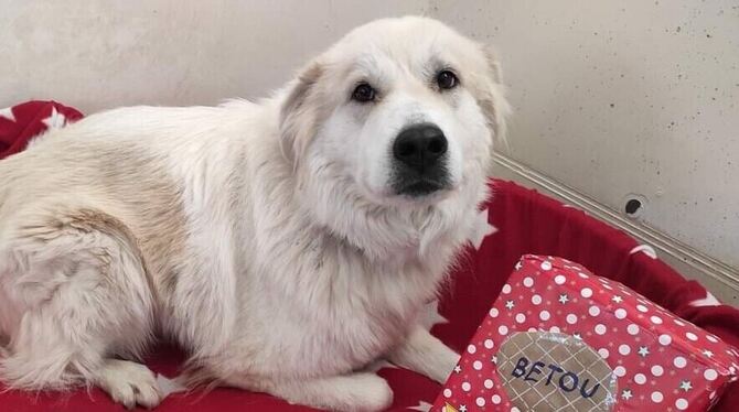 Hund »Betou« aus dem Tierheim Reutlingen wird vermisst.