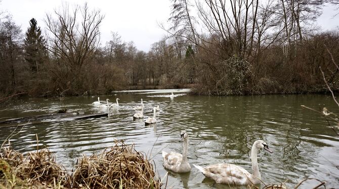 Auch ohne Brot in der Tasche lassen sich die Schwäne auf dem Breitenbachsee beobachten.  FOTO: LEIPOLD