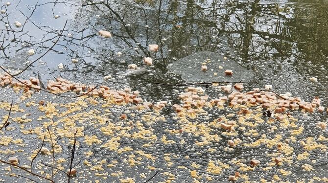 Aufgeweichte Brotreste schwimmen im Breitenbachsee. FOTO: BÖHMLER