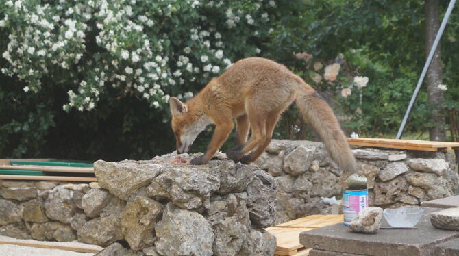 Katzenfutter lockt Füchse in die Gärten.  FOTO: WURSTER