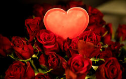 Romantische Geste: rote Rosen zum Valentinstag.