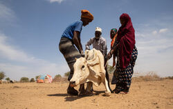 Eine verhungernde Kuh in der Somali-Region im Adadle Distrikt. Die Menschen versuchen, das entkräftete Tier auf die Beine zu ste