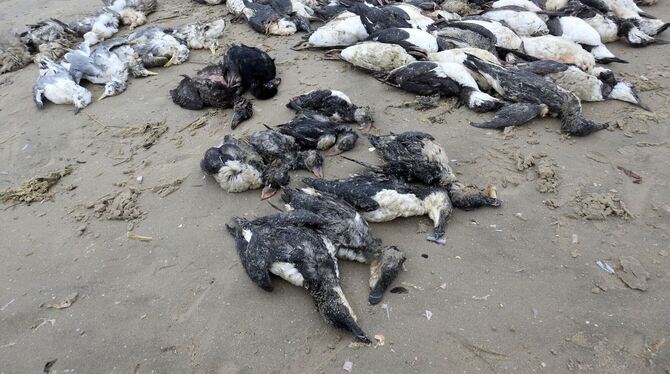 Tote Seevögel