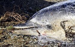 Tote Delfine an Frankreichs Küsten