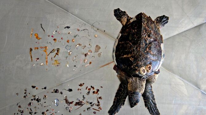 Karettschildkröte mit Plastikresten