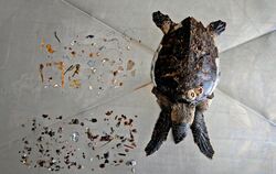 Karettschildkröte mit Plastikresten