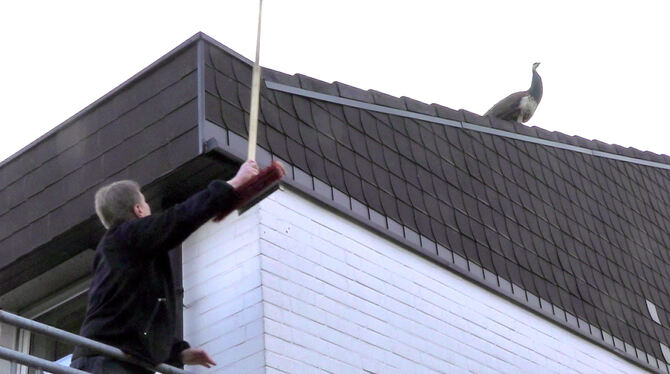 Ein Pfau sitzt auf dem Dach eines Wohnhauses.