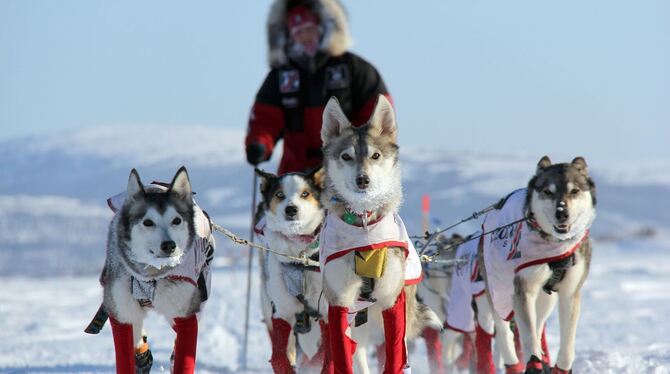 Iditarod-Hundeschlittenrennen