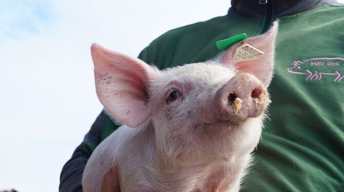 Ein bisschen verdattert sieht das Steinhilbener Ferkel schon aus.  FOTOS: WURSTER