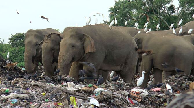 Elefanten auf Sri Lanka