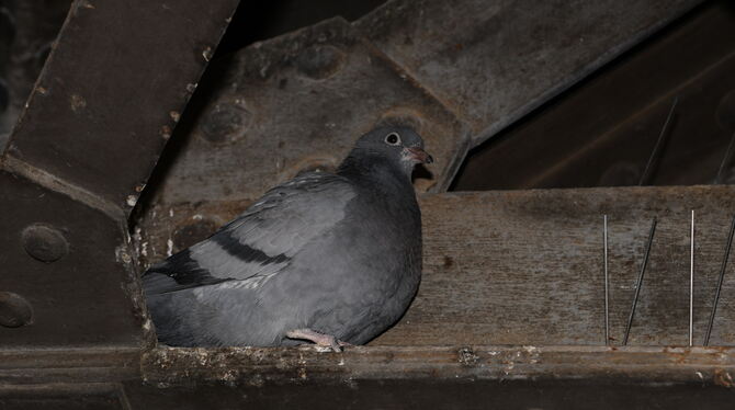 Ungerührt sitzt eine Taube im Schutz der Eisenbahnbrücke Unter den Linden neben den Spitzen, die genau dies eigentlich verhinder