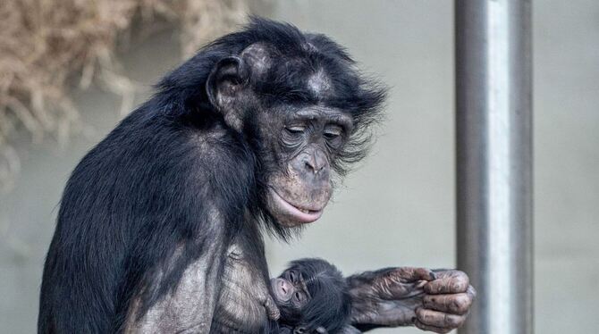 Bonobo-Weibchen »Banbo« mit Baby