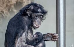 Bonobo-Weibchen «Banbo» mit Baby
