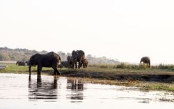 Elefanten in Botsuana