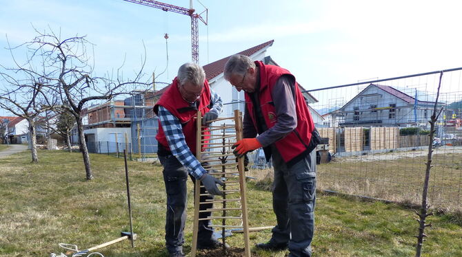 Günter Letz (links) und Willy Junger vom Obst- und Gartenbauverein (OGV) Gomaringen bringen den Baumschutz an.  FOTO: WEBER