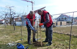 Günter Letz (links) und Willy Junger vom Obst- und Gartenbauverein (OGV) Gomaringen bringen den Baumschutz an.  FOTO: WEBER