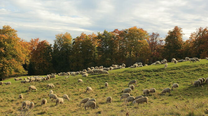 Schafe auf dem ehemaligen Truppenübungsplatz Münsingen.