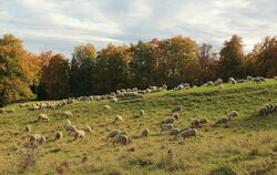 Schafe auf dem ehemaligen Truppenübungsplatz Münsingen.
