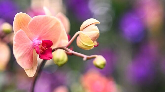 Insel Mainau startet in die Saison