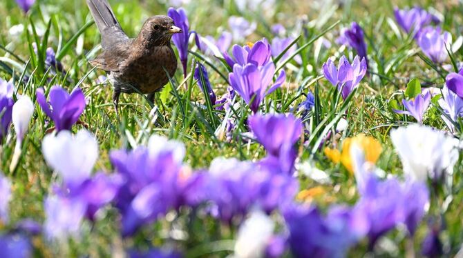 Frühlingswetter Frühlingswetter