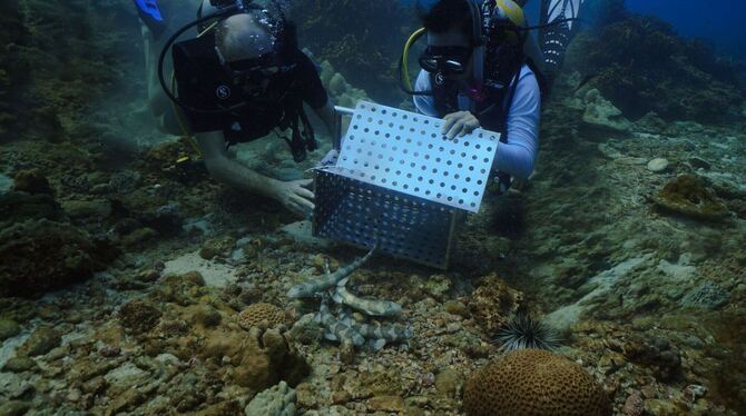 Auswilderung Auswilderung