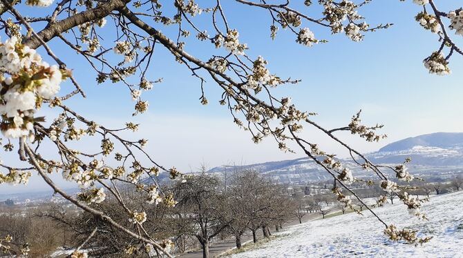 Außen makellos, innen ungewiss: blühender Kirschbaum an der Stauseestraße nach der stark frostigen Aprilnacht. FOTOS (2): PFIST Außen makellos, innen ungewiss: blühender Kirschbaum an der Stauseestraße nach der stark frostigen Aprilnacht. FOTOS (2): PFIST